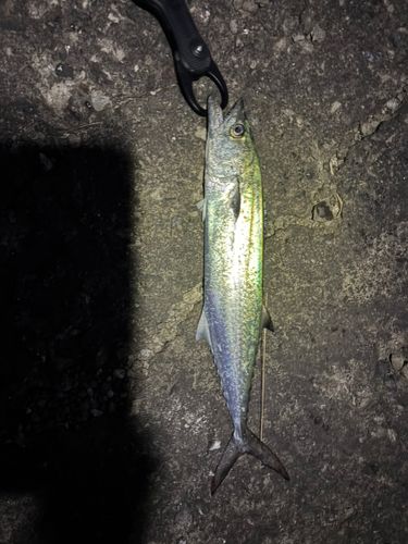 サゴシの釣果