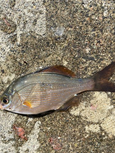イナダの釣果