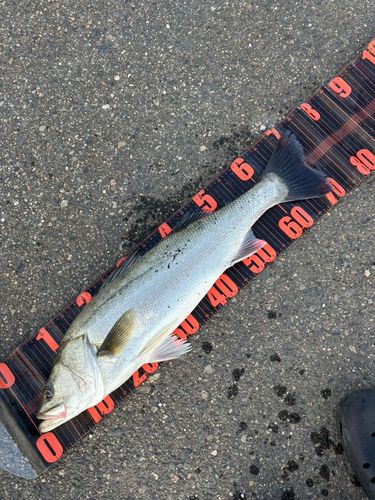 スズキの釣果