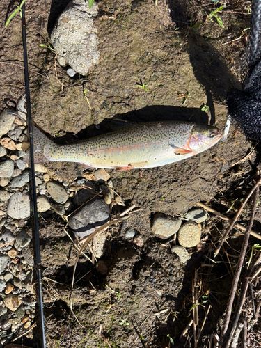 ニジマスの釣果