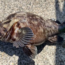 オウゴンムラソイ