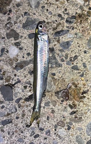 トウゴロウイワシの釣果