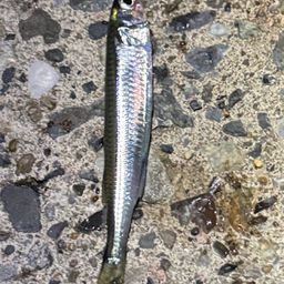 トウゴロウイワシ