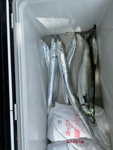 サワラの釣果