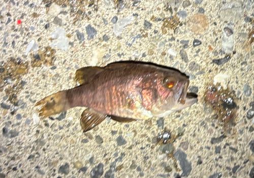 クロイシモチの釣果