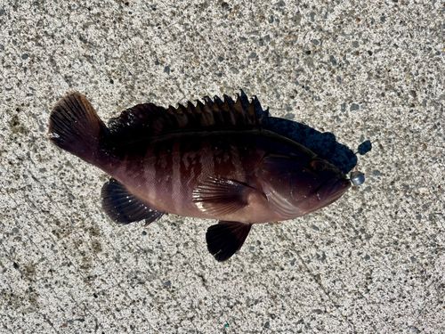 マハタの釣果