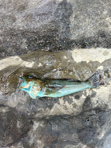 盗人狩