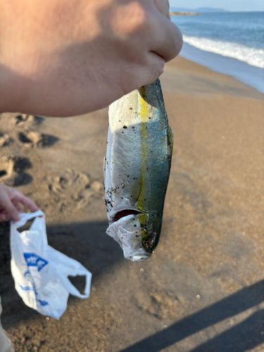 ワカシの釣果