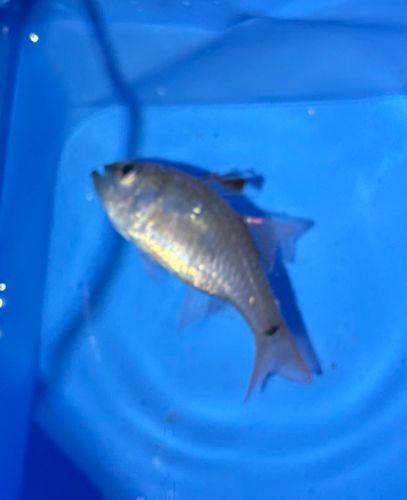 クロホシイシモチの釣果