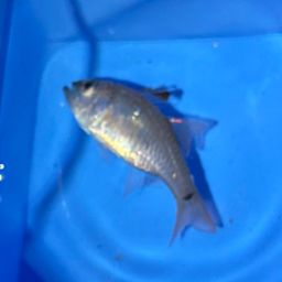 クロホシイシモチ