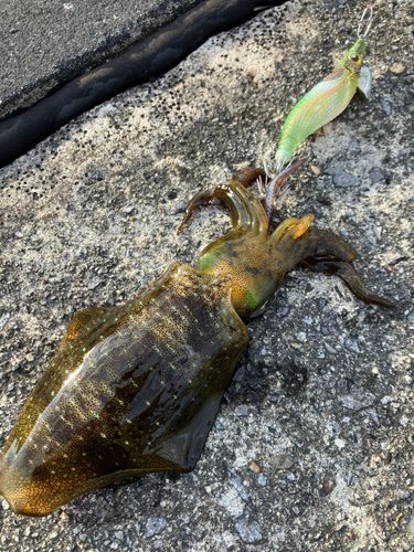 アオリイカの釣果