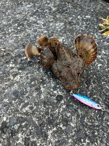 オニオコゼの釣果