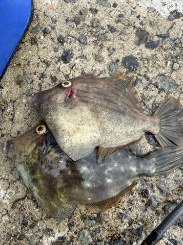 カワハギの釣果