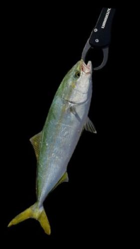 コゾクラの釣果