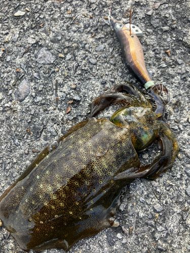 アオリイカの釣果
