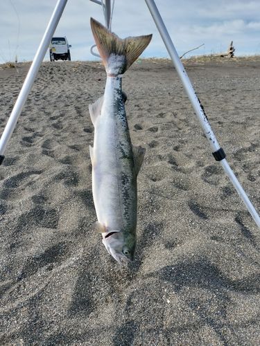 シロザケの釣果