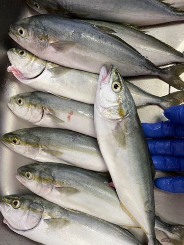 ワカシの釣果
