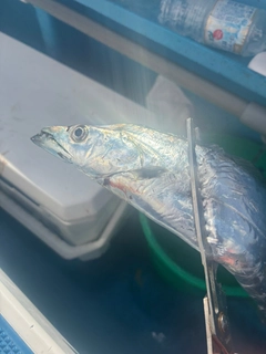 タチウオの釣果