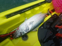 ハガツオの釣果