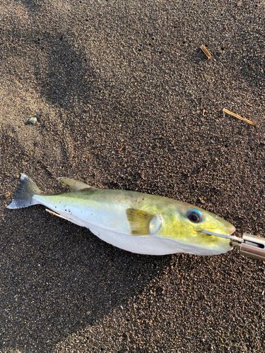 クサフグの釣果