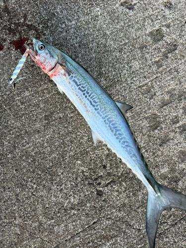 サゴシの釣果
