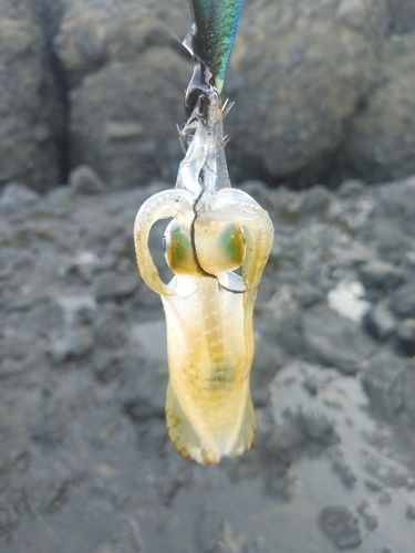 米山海岸