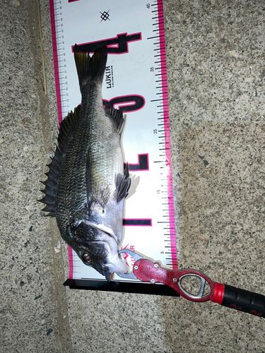 クロダイの釣果