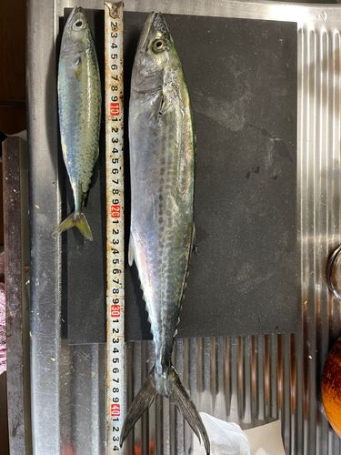 サゴシの釣果