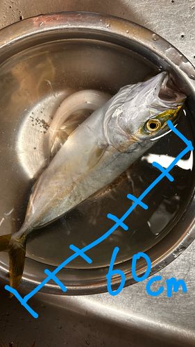 ブリの釣果
