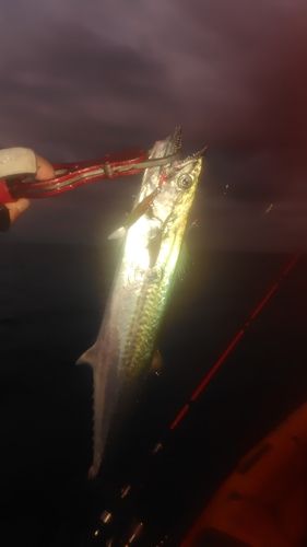 サゴシの釣果