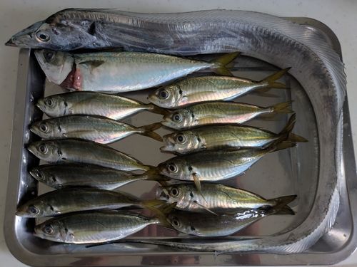 アジの釣果