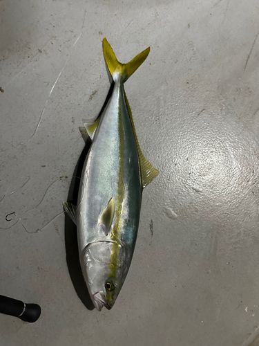 ワラサの釣果