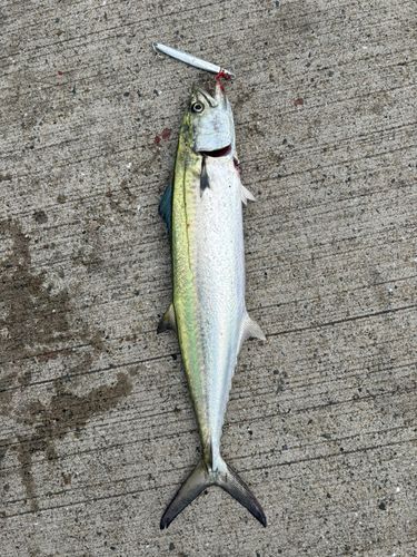 サゴシの釣果