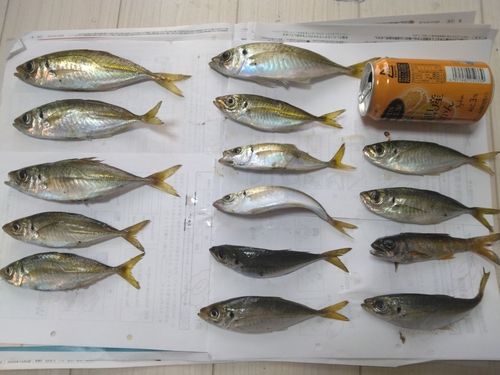 勝浦湾