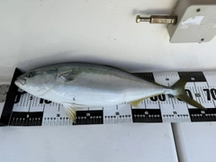 イナダの釣果