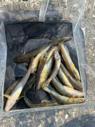 マハゼの釣果