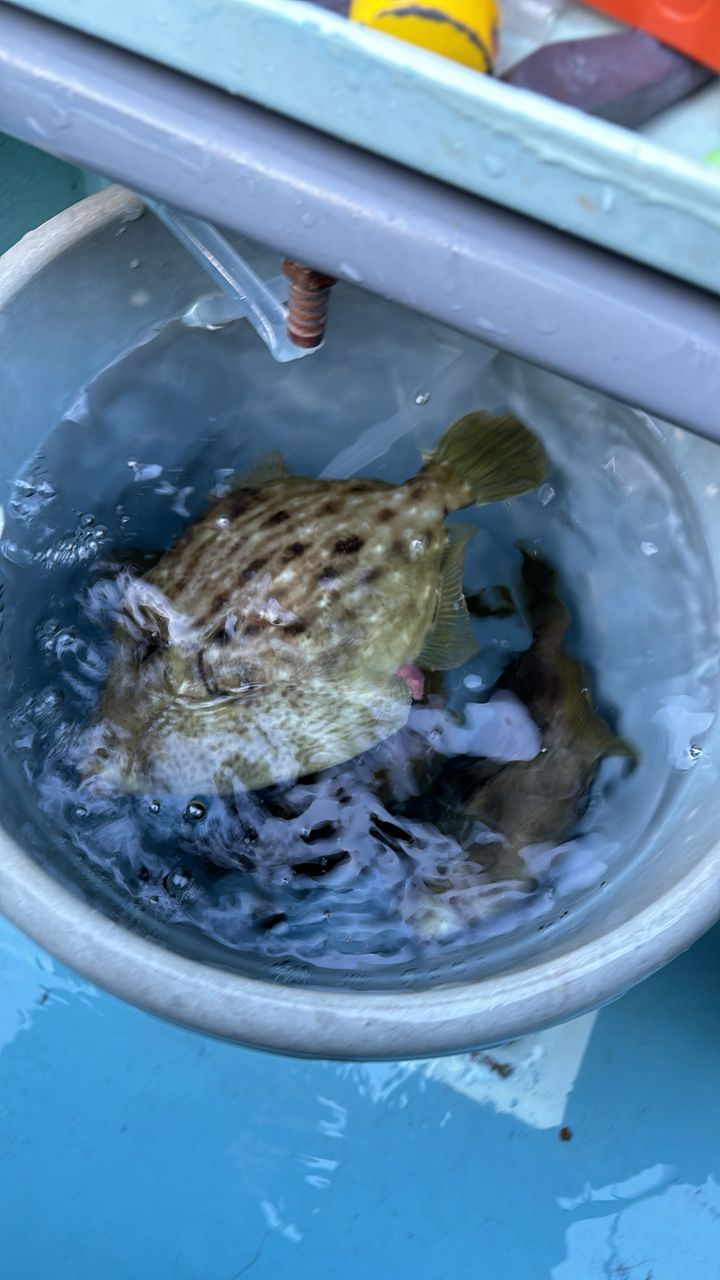 タッチーさんの釣果 2枚目の画像