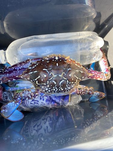 ガザミの釣果