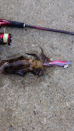 アオリイカの釣果