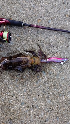 アオリイカの釣果