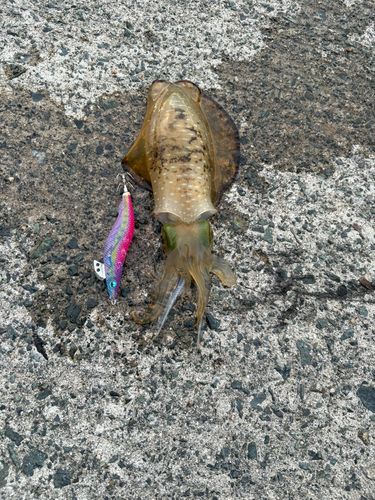 アオリイカの釣果