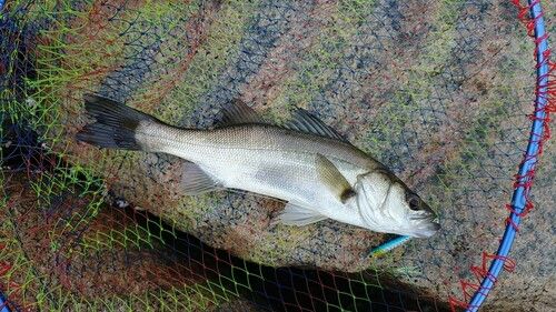 セイゴ（マルスズキ）の釣果