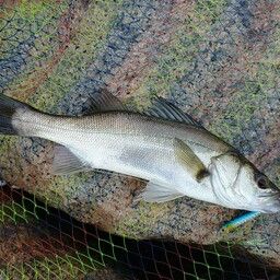 セイゴ（マルスズキ）