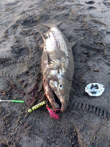 アキアジの釣果