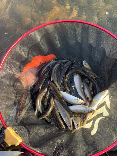 アユの釣果