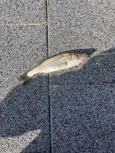 セイゴ（マルスズキ）の釣果