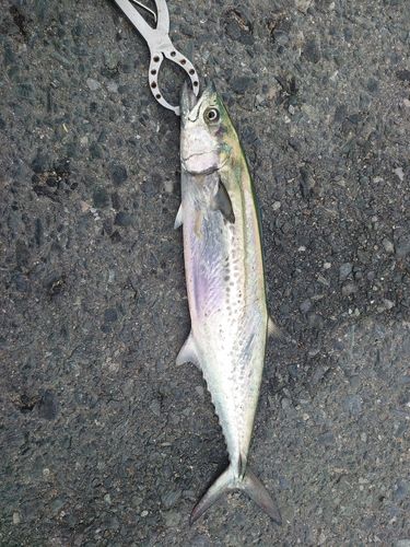 サゴシの釣果