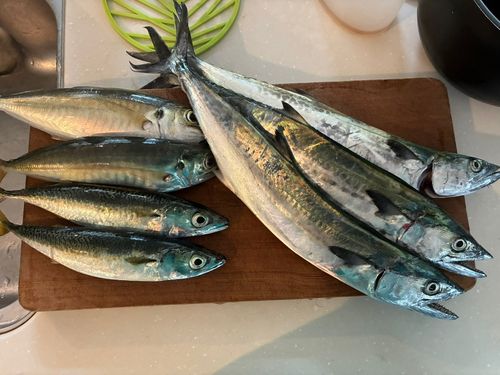 釣果