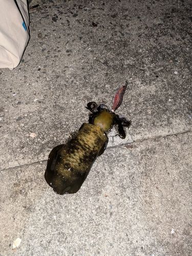 アオリイカの釣果