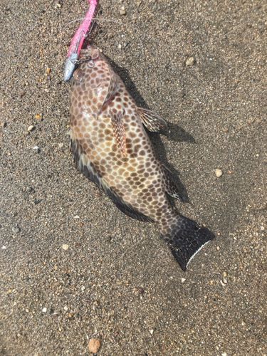 オオモンハタの釣果